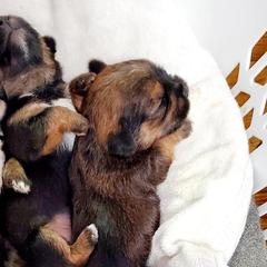 Shih Tzus and Shorkies from Wilson Kennel