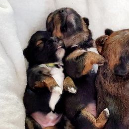 Shih Tzus and Shorkies from Wilson Kennel