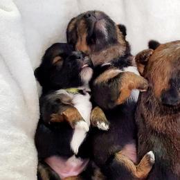 Shih Tzus and Shorkies from Wilson Kennel