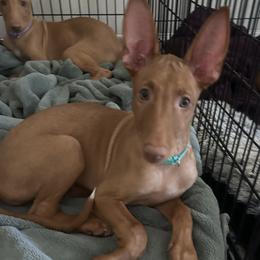 Yellow Girl - Red golden female Pharaoh Hound puppy in Kingsland, Georgia from LaRee Drolet