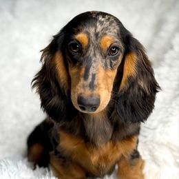 Athena - Dachshund