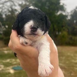 Yellow collar - Black and white male Sheepadoodle puppy in Hudson, Florida from Tampa Sheepadoodles