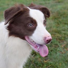 Border Collies from Tega Border Collies