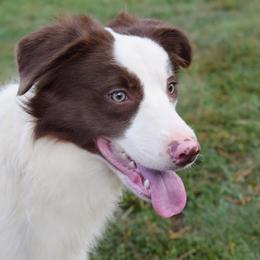 Border Collies from Tega Border Collies