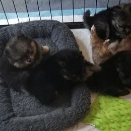 Pomeranian Puppies from Chosen Road Keep Pomeranians