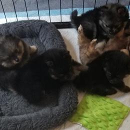 Pomeranian Puppies from Chosen Road Keep Pomeranians