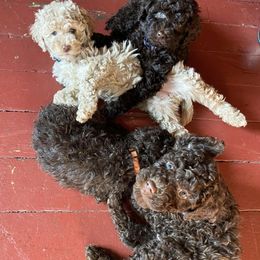 Labradoodles from Zehr’s Labradoodles
