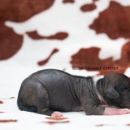 Chinese Crested Puppies from Qilin Chinese Crested