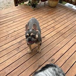 French Bulldog puppies from Baileys Precious Puppies