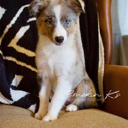 Coppertone - Blue merle female Australian Shepherd puppy in Grapeland, Texas from Smokin K Aussies