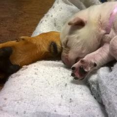 Carolina Dog Puppies from Williams Sweet Carolina