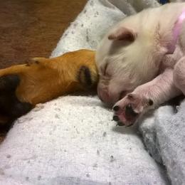 Carolina Dog Puppies from Williams Sweet Carolina