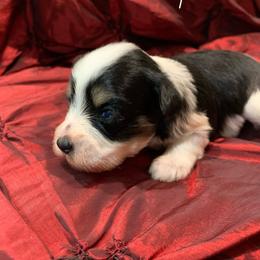 Maple - Parti female Miniature Schnauzer puppy in Kentucky from Mrs Bs Teeny Schnauzers & Doodles