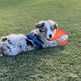 Australian Shepherd Puppies from SoCo Aussies