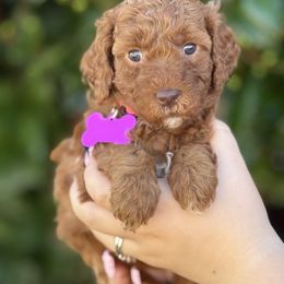 Dark pink - Red  female Goldendoodle puppy in Fontana, California from Grammy's Puppy Love doodles and poodles