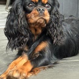 Buckeye - Cavalier King Charles Spaniel