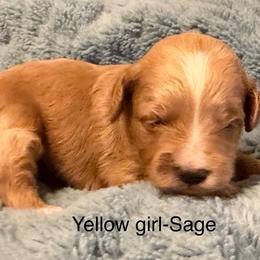 Yellow collar girl - Red  female Goldendoodle puppy in Vian, Oklahoma from Dog Days Doodles