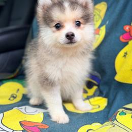 Drake - Silver and white male Pomsky puppy in Centerville, Iowa from LJ Kennels Pomskies, LLC
