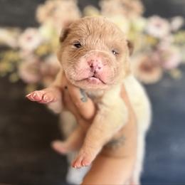 Pine - Lilac dilute male Chinese Shar-Pei puppy in Lehigh Acres, Florida from Florida Wrinkles