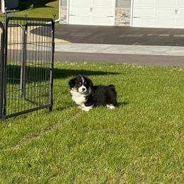 Finnegan - Black and tan male Pembroke Welsh Corgi puppy in Menomonie, Wisconsin from Rocking Ridge Ranch
