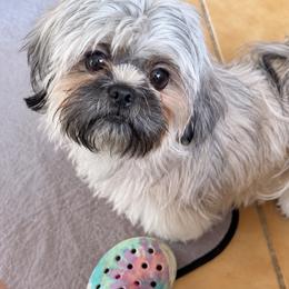 Lovity - Tricolor female Shih Tzu puppy in Kettering, Ohio from The Ruff Life Tribe