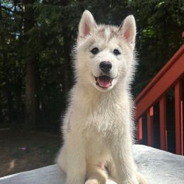Aspen - Gray and white male Siberian Husky puppy in Raymond, New Hampshire from Artico Siberians