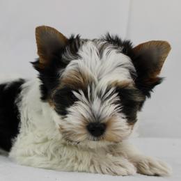 Alice 4400 - Black tan and white female Biewer Terrier puppy in Ambrose, Georgia from Southern Star Biewer Terriers