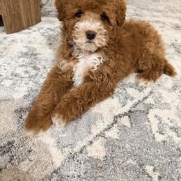Marshmallow - Red male Bernedoodle puppy in Fort Wayne, Indiana from Crimson Curl Doodles