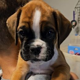 Boy 3 - Fawn male Boxer puppy in Piedmont, South Carolina from SmashBox Kennel