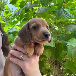 Gizmo - Red male Dachshund puppy in Lakeland, Florida from Cynthia’s Royal Dachshunds