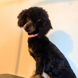 Tansy - Phantom female Poodle puppy in Rock Island, Oklahoma from Virelle Poodles