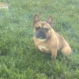 Thrush - French Bulldog