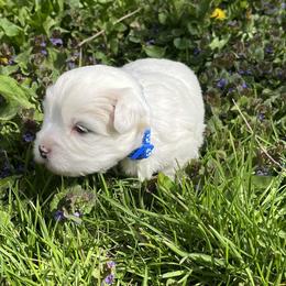 Swift - White male Coton de Tulear puppy in Rubicon, Wisconsin from Darryl's Cotons de Tulear