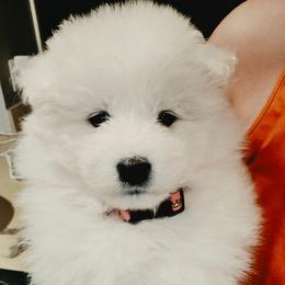 PINK - White female Samoyed puppy in San Antonio, Texas from Hill Country Samoyeds