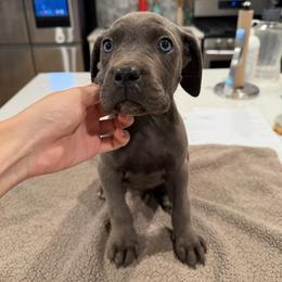 Solid Gray Female 3 - Gray female Cane Corso puppy in Knoxville, Tennessee from Crowned Corso