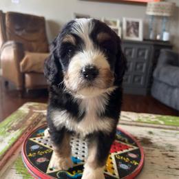 Thor - Tri-color male Bernedoodle puppy in Arabi, Georgia from Huckadoodle Farm