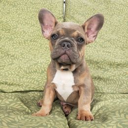 French Bulldog Puppies from LA_Texas Frenchie's