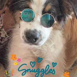 Chicory - Black tri-color male Australian Shepherd puppy in Deford, Michigan from Tapestry Australian Shepherds