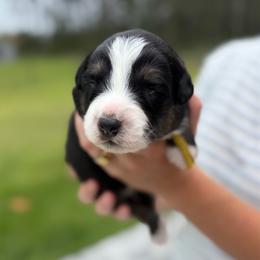 Duval - Black tri-color male Australian Shepherd puppy in Jacksonville, Florida from Autumn's Aussies