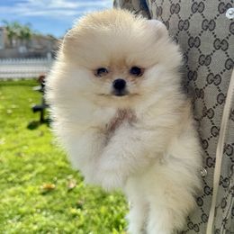 French Bulldog and Pomeranian Puppies from Sugarbomb
