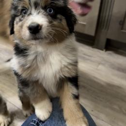 Aqua - Blue merle male Australian Shepherd puppy in Oneida, Tennessee from Miller's Legacy Natural Australian Shepherds - Full Tails & Dewclaws!
