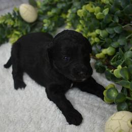 Betty - Black and white female Aussiedoodle puppy in Angola, Indiana from Classic City Doodles