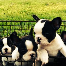 French Bulldog Puppies from Willow Farm