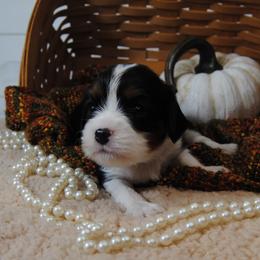 Bonnee - Tri-color female Cavalier King Charles Spaniel puppy in Mountain Grove, Missouri from Dogwood & Sassafras Companions