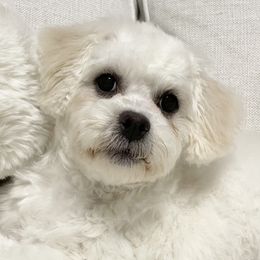 Colby - Bichon Frise