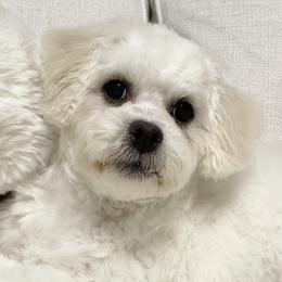 Colby - Bichon Frise