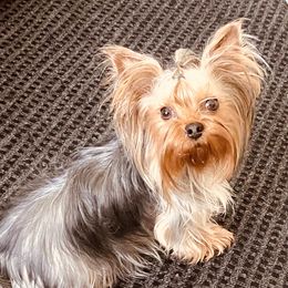 Gabby - Yorkshire Terrier