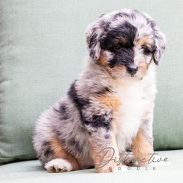 Mufasa - Blue merle male Aussiedoodle puppy in Kennesaw, Georgia from Distinctive Doodle