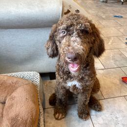 Beau - Merle male Goldendoodle puppy in Sugarcreek, Ohio from True Hearted Doodles
