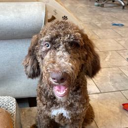 Beau - Merle male Goldendoodle puppy in Sugarcreek, Ohio from True Hearted Doodles